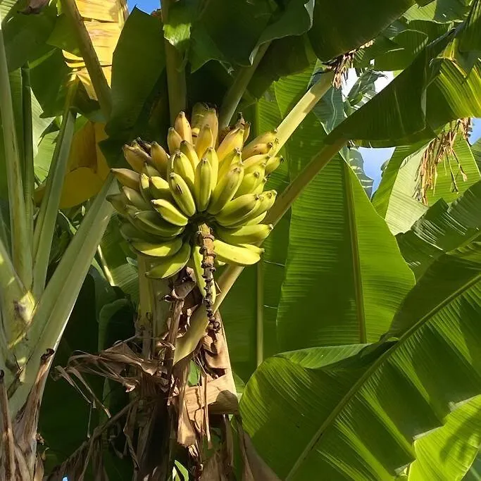 Tahitian Villa Avec Acces Mer Prive A 300 M Punaauia